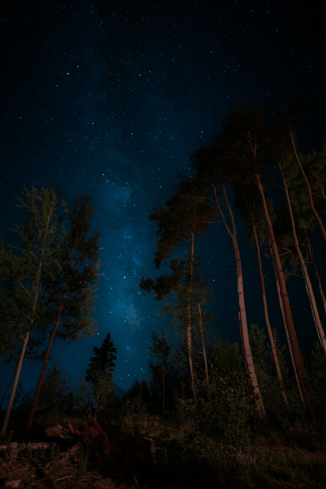 dark forest at night